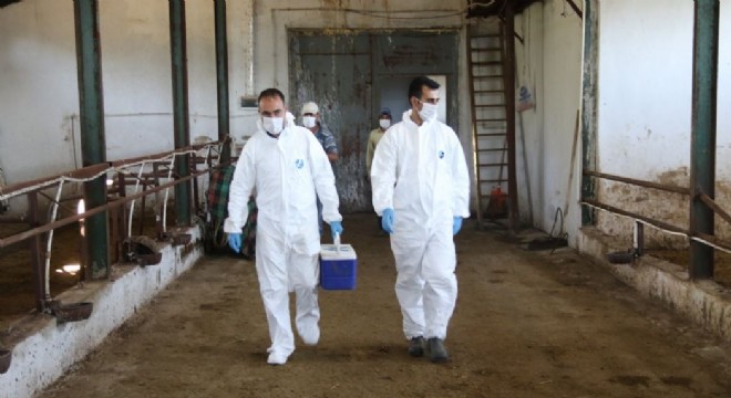 Doğu'da şap aşılama kampanyası başlatıldı