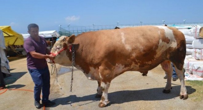1,5 tonluk tosun 29 bin TL'ye satıldı