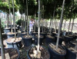 Refüjler ağaçlarla bezenecek