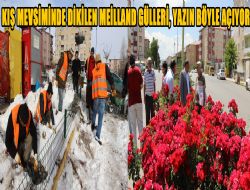 Aziziye'yi Meilland Gülleri süsleyecek