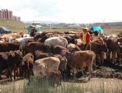 Hem çobanlık, hem tatil…!