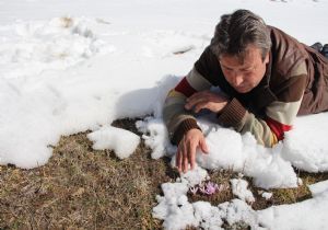 Cemre düştü, kar düşmedi