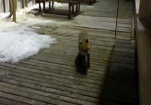 Palandöken'de tilkilerin bisküvi keyfi 