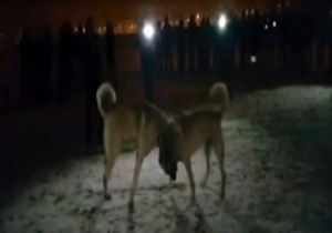 Bu vahşet Erzurum'a yakışmaz..!