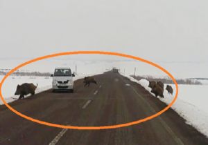  Aşkale Karayoluna domuz sürüsü çıktı