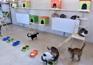 Büyükşehir'den merhamet yaklaşımı