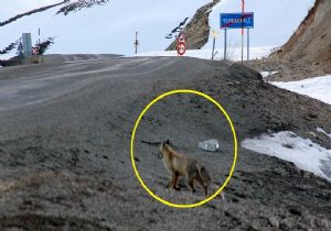 Aç kalan tilkiler karayoluna indi