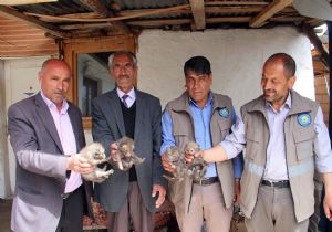 Eve giren tilki dördüz doğurdu