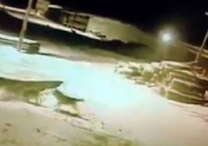 Aç kurtlar İlçe Merkezine indi