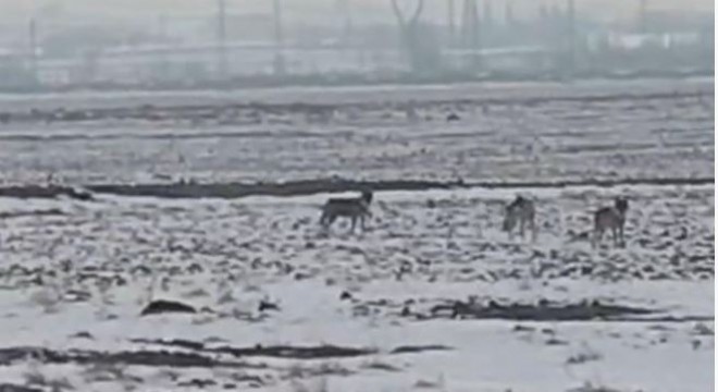 Aç kalan kurt sürüsü ovaya indi