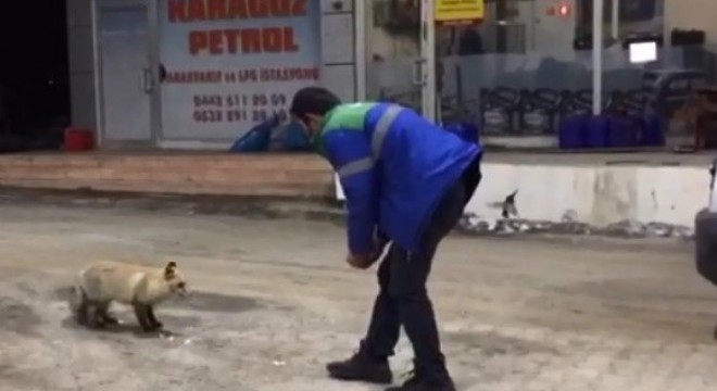 Aç kalan tilki benzin istasyonuna sığındı