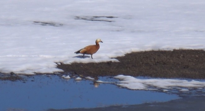 Angutlar doğaya çıktı