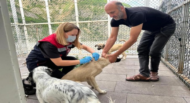 Artvin Çağlayanağzı'nda kuduz karantinası