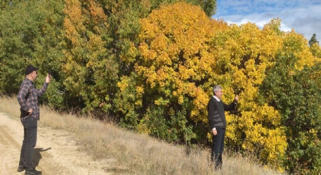Aşkale'de güz renkleri armonisi