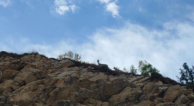 Avlayanlara 300 bin lira ceza