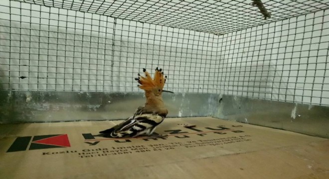 Çavuşkuşu ve yavru tilkiler emin ellerde