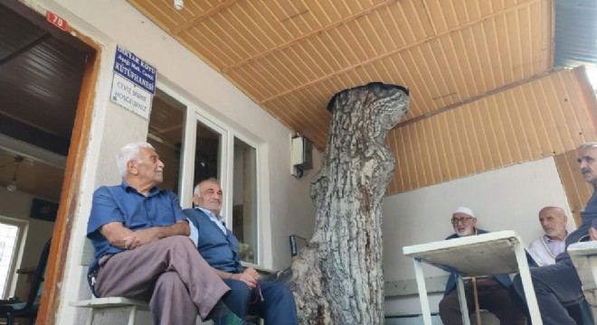 Dikyar'da asırlık ceviz ağacı koruma altına alındı