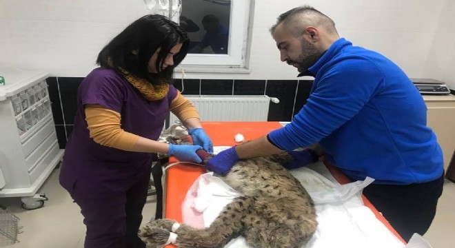 Doğal yaşama avcı darbesi