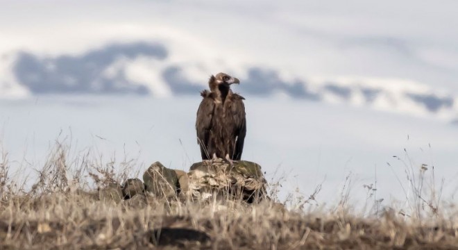 Doğanın çöpçüsü 