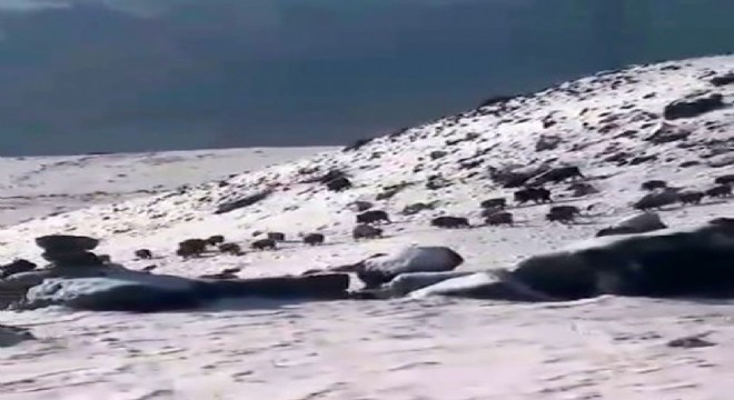 Doğu'da doğal yaşam zorlaştı