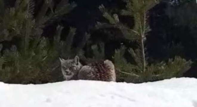 Doğu tabiat hazinesi