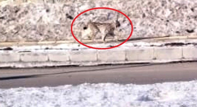 Doğu, yaban hayatı hazinesi