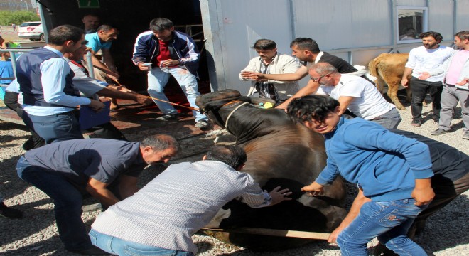 Erzurum'da ‘Angus' cinsi kurbanlık güçlükle kesilebildi
