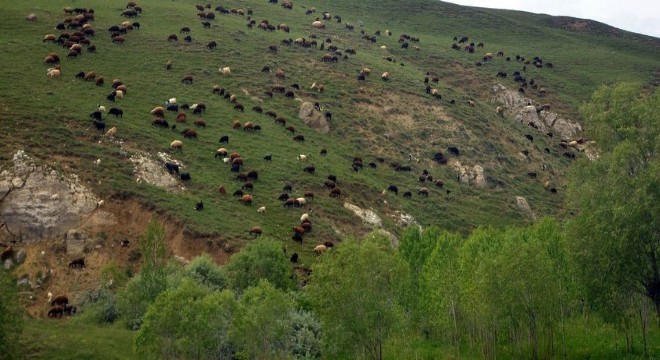 Erzurum'un yüzde 63'ü çayır ve meradan oluşuyor