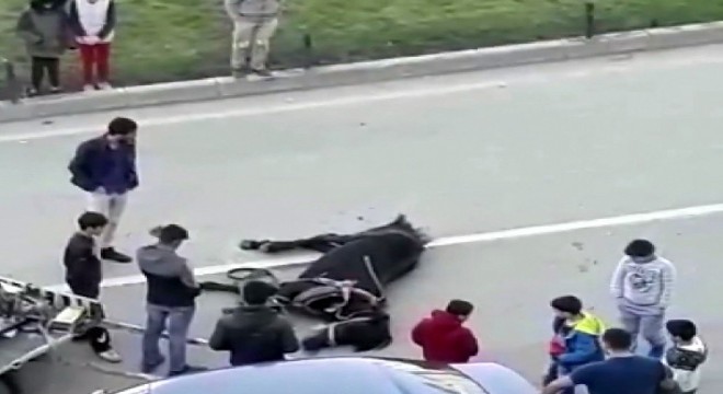 Hayvanseverlerden tepki