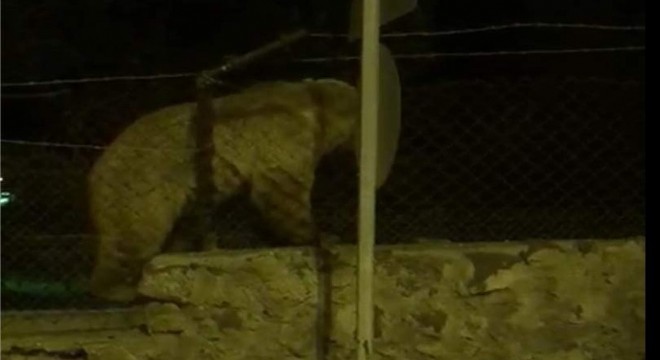 Herkesi şaşırttı