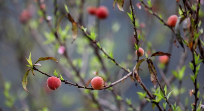 İlk cemre havaya düşüyor!