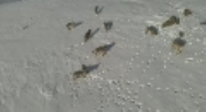 Karayazı'da, gündüz kurt sürüsü görüntülendi