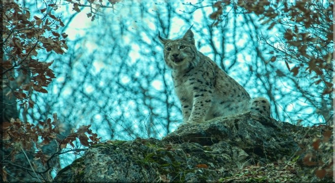 Kırmızı listedeki 