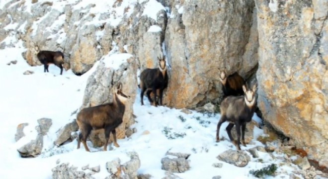 Munzur'un zirvesinde şamualar görüntülendi