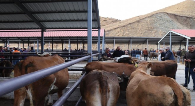 Oltu Canlı Hayvan Pazarı eski canlılığına kavuştu