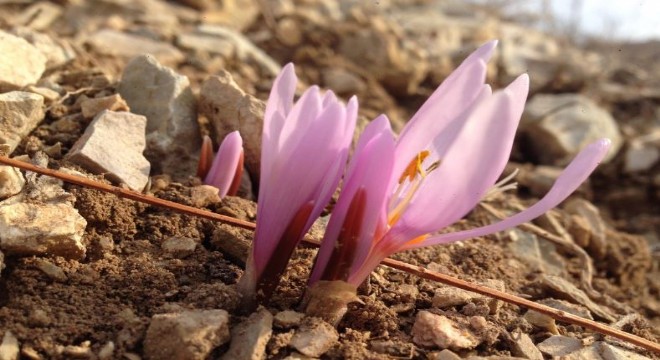 Oltu'da Kar Çiçekleri açtı