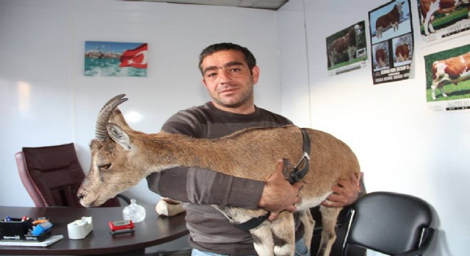 Oltulu hayvanseverden örnek davranış