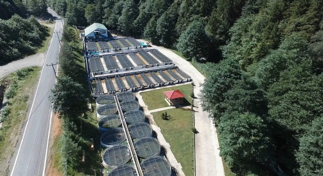 Orman içi sulara 3 milyon alabalık bırakılacak