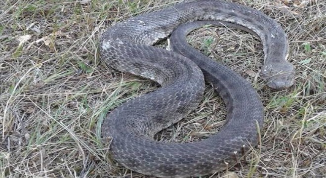 Ormanağzı'nda Hopa engereği paniği