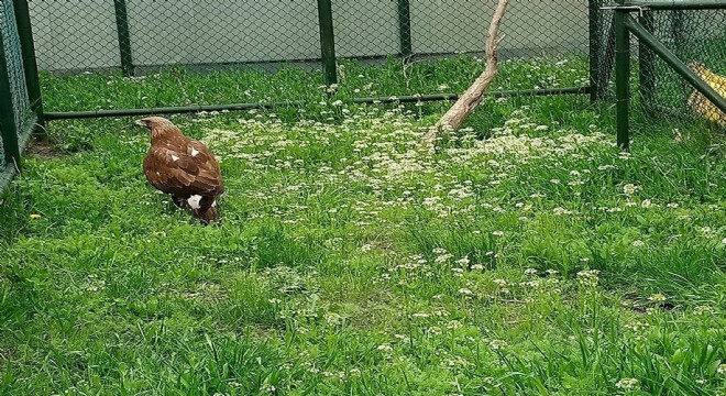 Rehabilitasyon Merkezinin  maskotu oldu