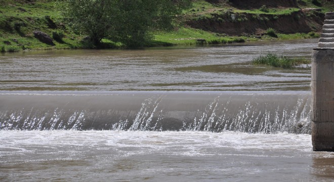 Tatlı su kefallerinin ölüm göçü başladı