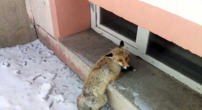 Tilki okul bahçesine sığındı