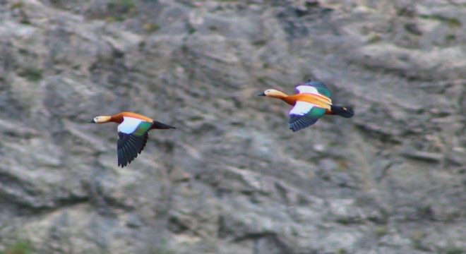 Tortum Gölü'nde doğa şöleni