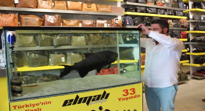 Türkiye'nin en yaşlı piranası Erzurum'da