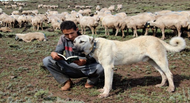Umut çoban, Alzheimer'a umut oldu