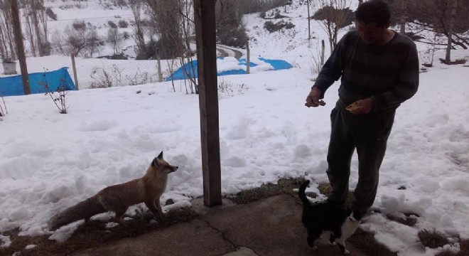 Yiyeceğini tilki ile paylaşıyor