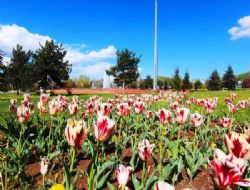 Büyükşehir çiçeklendirmeye yoğunlaştı