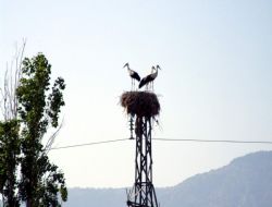 Elektrik direkleri yuva olunca…