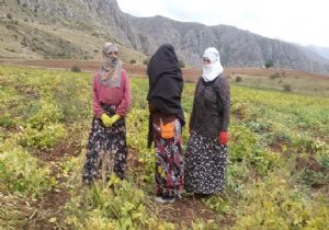 Markalaşmada ‘Hınispir yaklaşımı