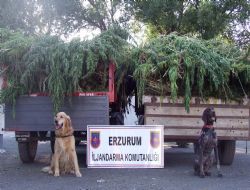 Hint Keneviri operasyonunda 12 gözaltı